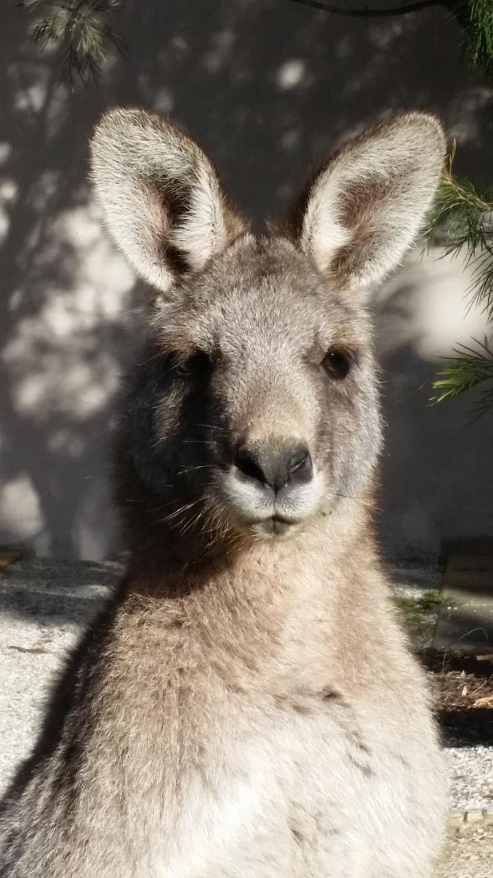 Yha Grampians Eco, Halls Gap Luaran gambar